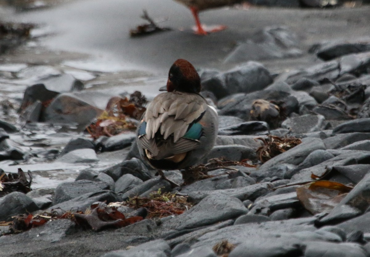 Zertzeta arrunta (amerikarra) - ML47040321