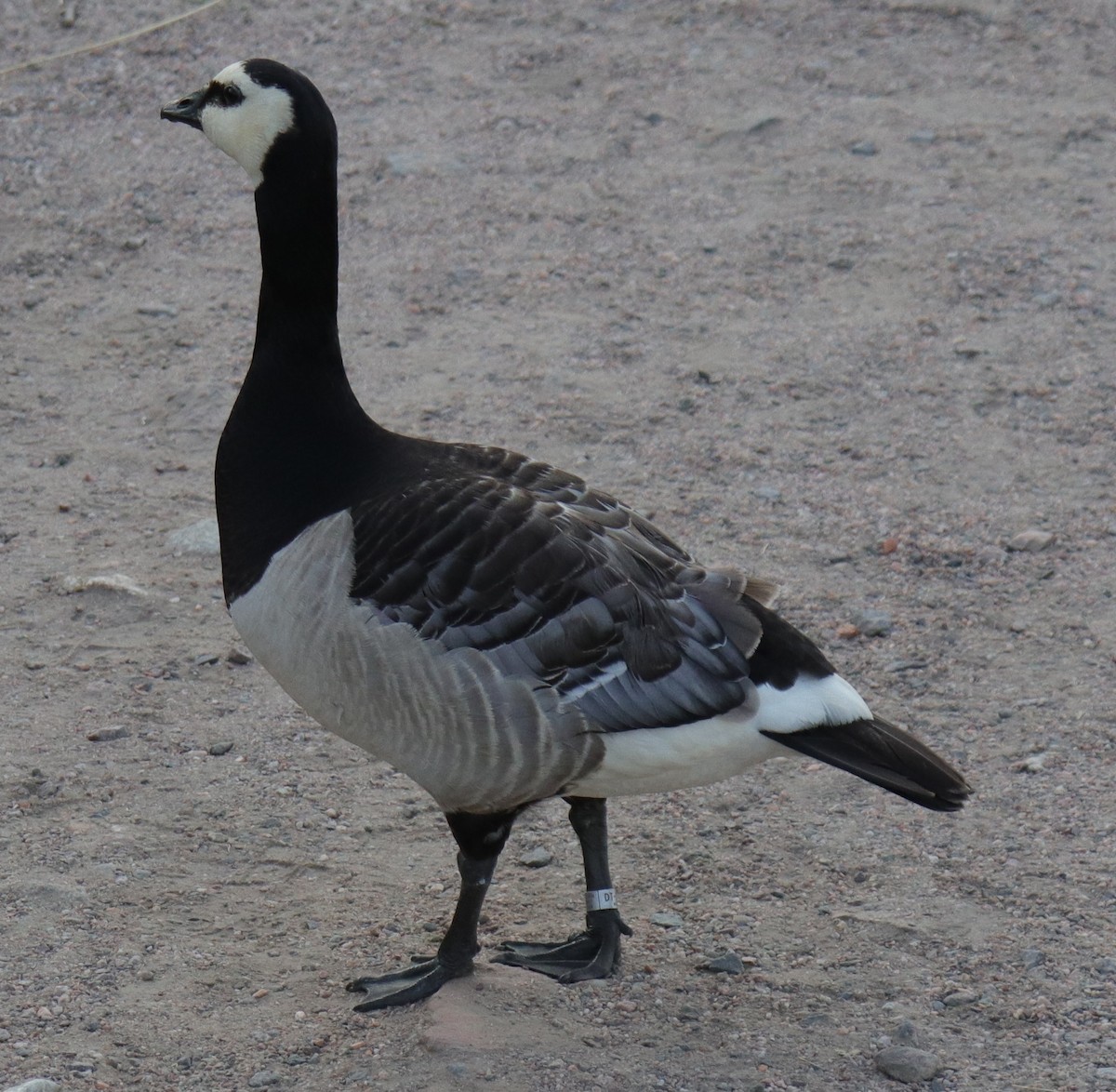 Barnacle Goose - ML470403211