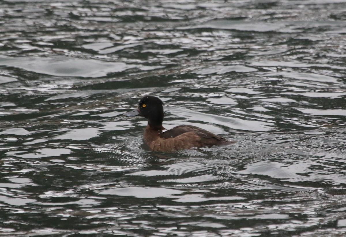 Murgilari mottoduna - ML47040441