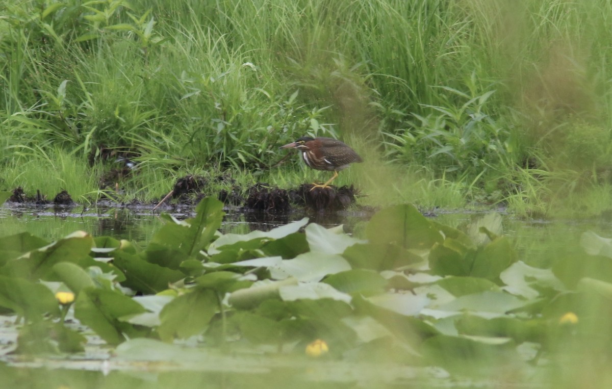 Green Heron - ML470405241