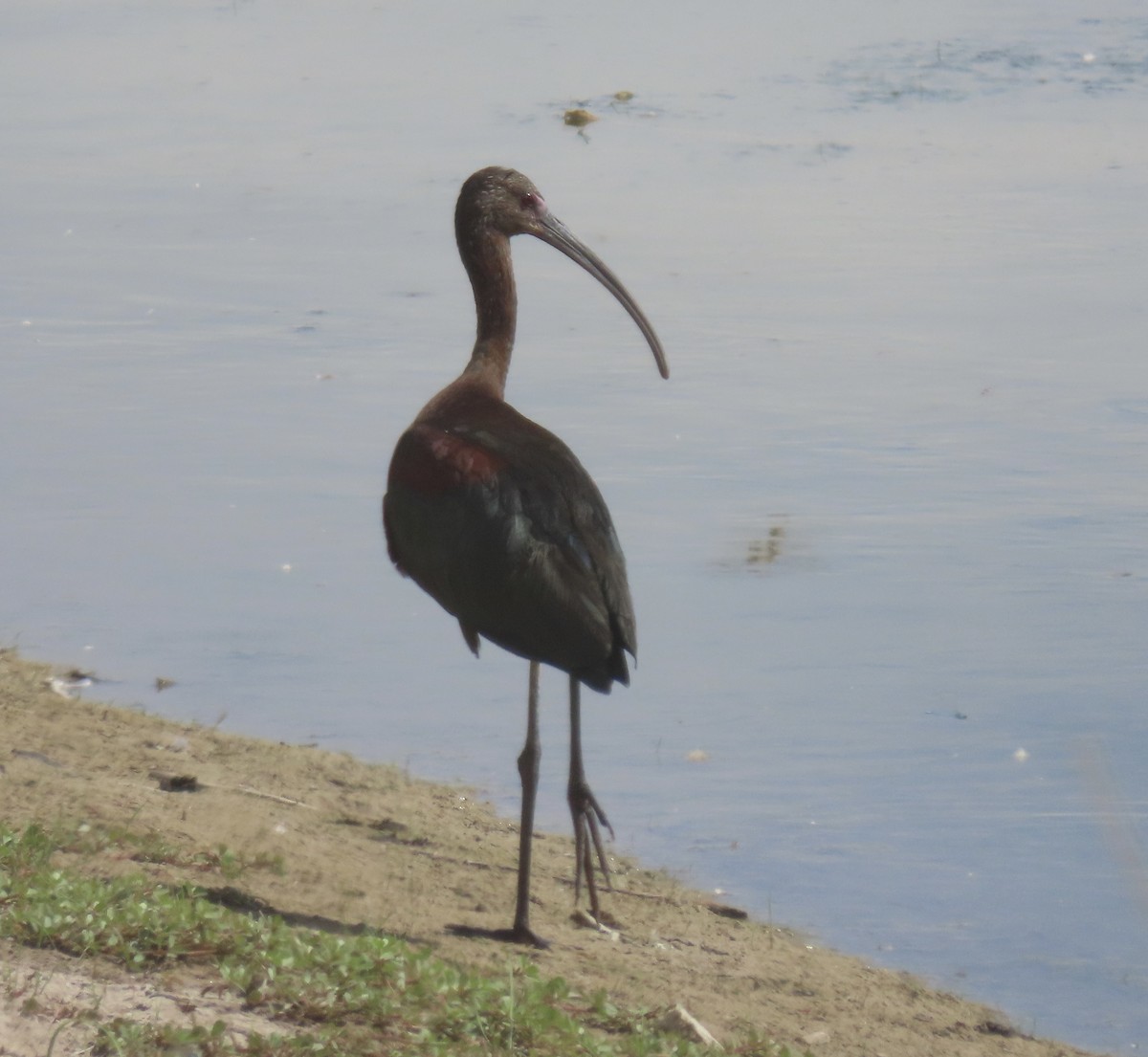 ibis americký - ML470405301