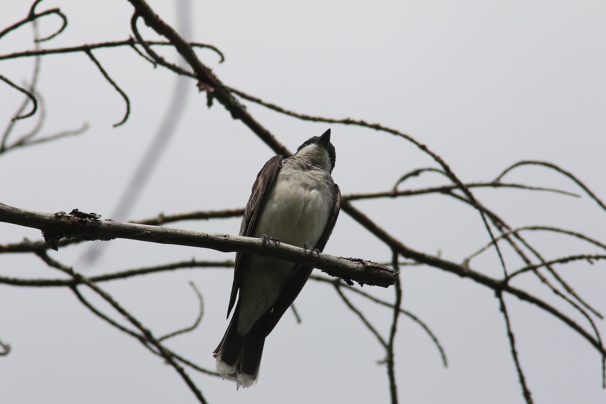 Eastern Kingbird - Richard Garrigus