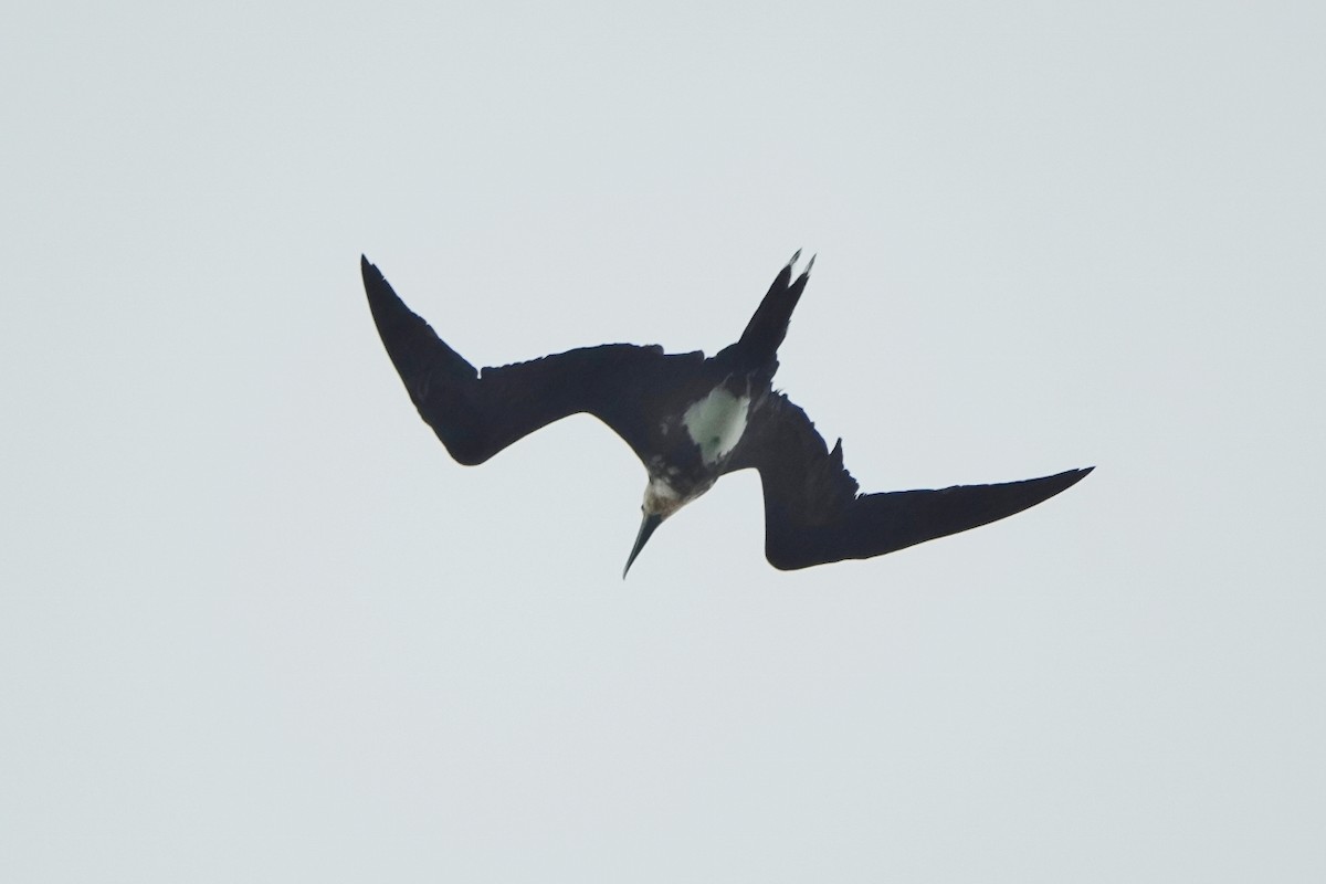 Christmas Island Frigatebird - ML470405901