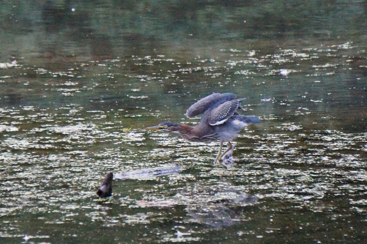 Green Heron - ML470406411