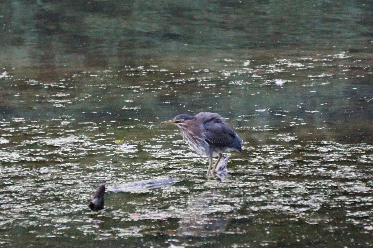 Green Heron - ML470406421