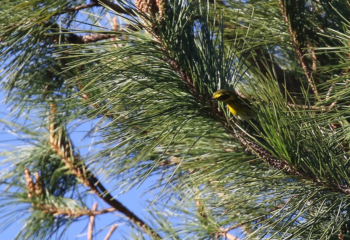 Townsend's Warbler - ML47040691