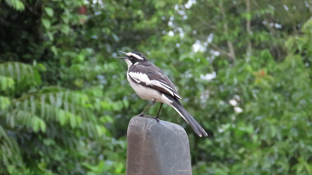 Lavandera Africana - ML470408811