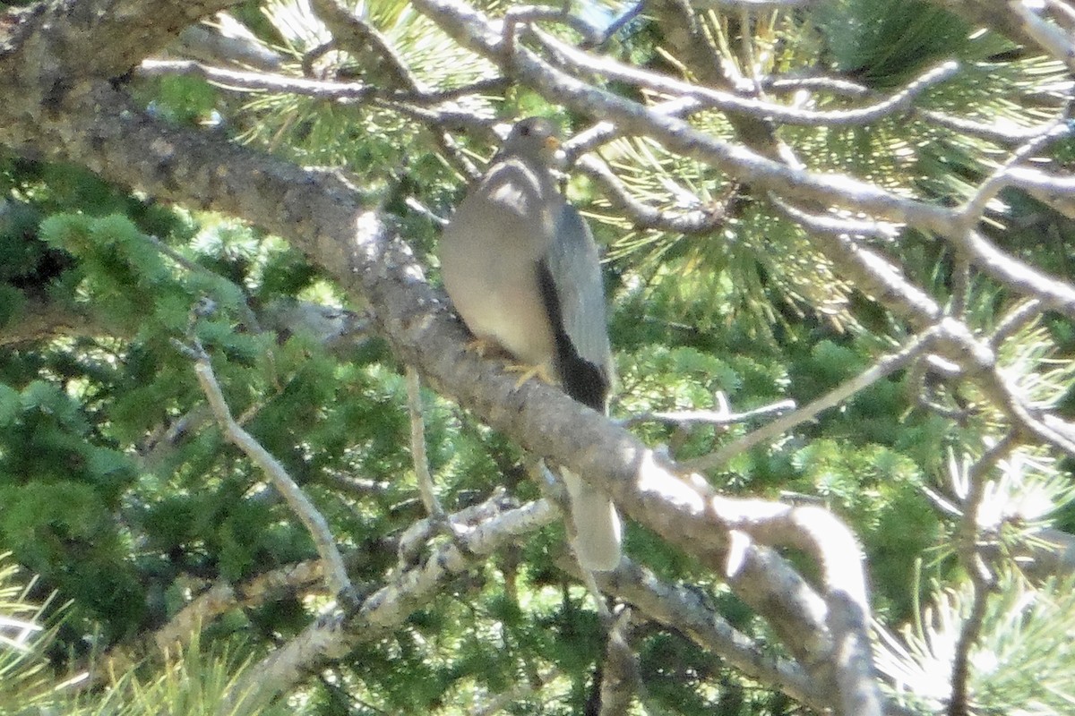 Band-tailed Pigeon - ML470410051