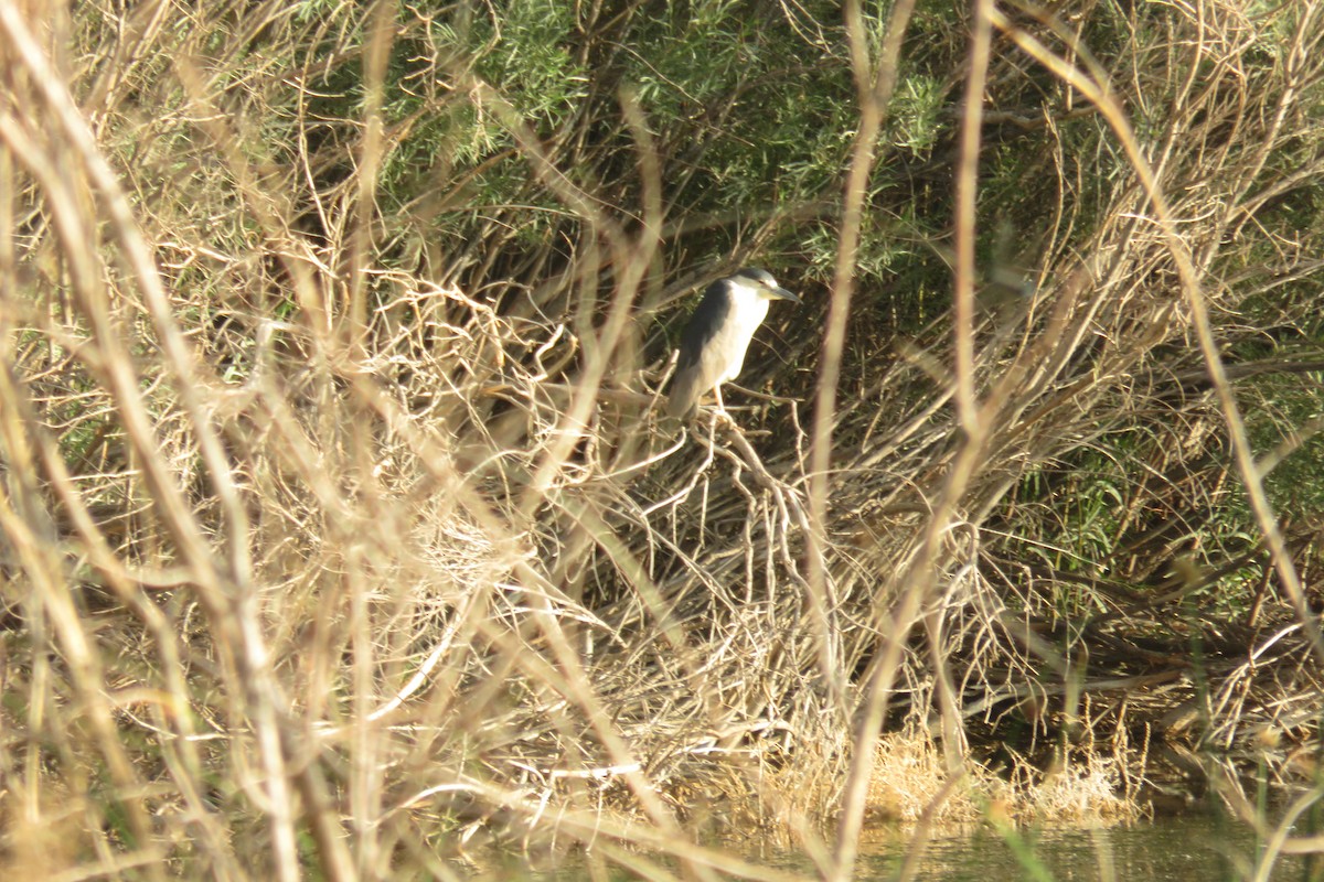 Black-crowned Night Heron - ML470410771