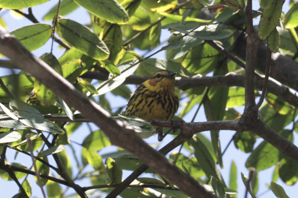 Cape May Warbler - ML470411811