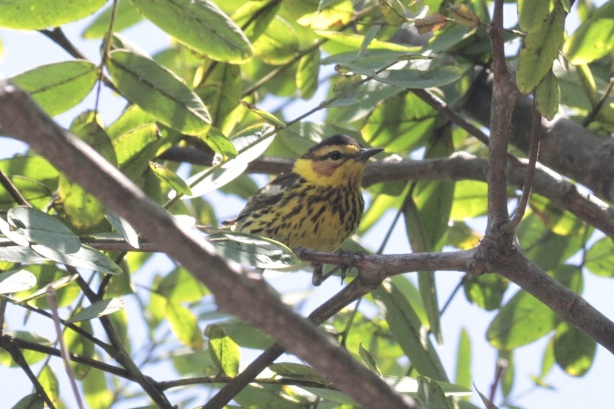 Cape May Warbler - ML470411821