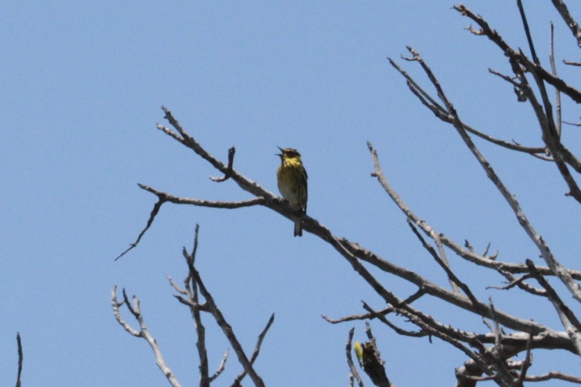 Cape May Warbler - ML470411831
