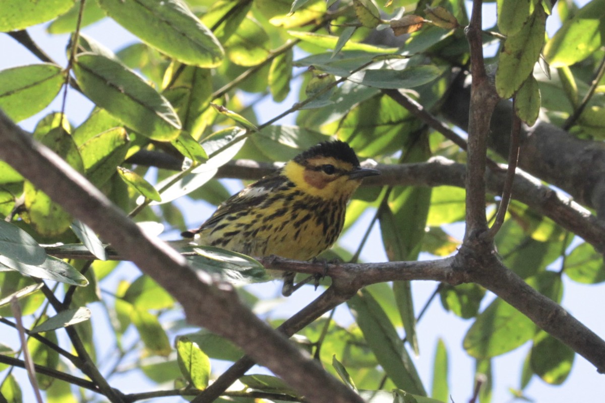 Cape May Warbler - ML470411841