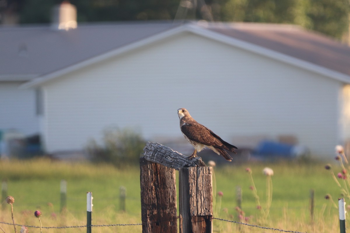 Swainson's Hawk - ML470412371