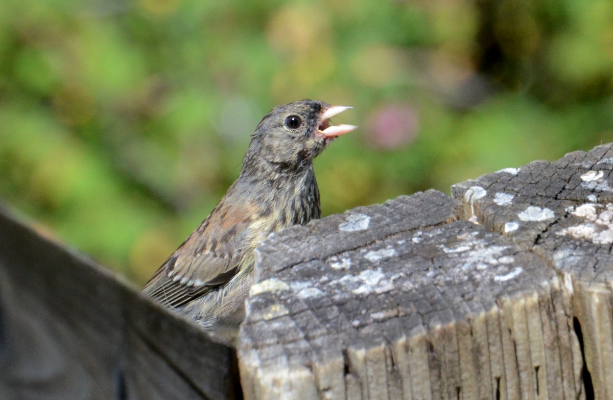 Dark-eyed Junco - ML470413481
