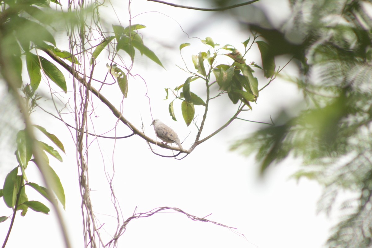 Plain-breasted Ground Dove - ML470414801