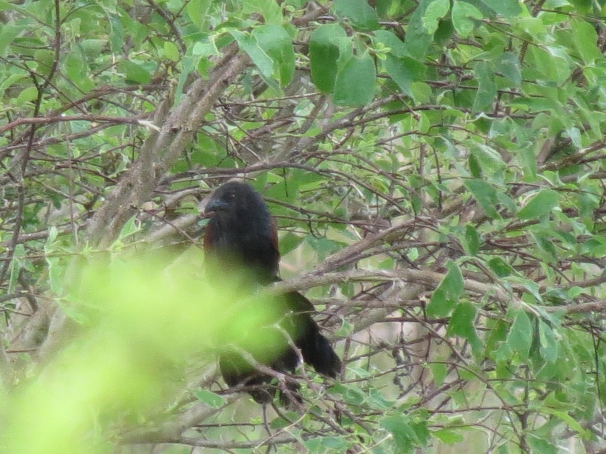 Philippine Coucal - ML47041601