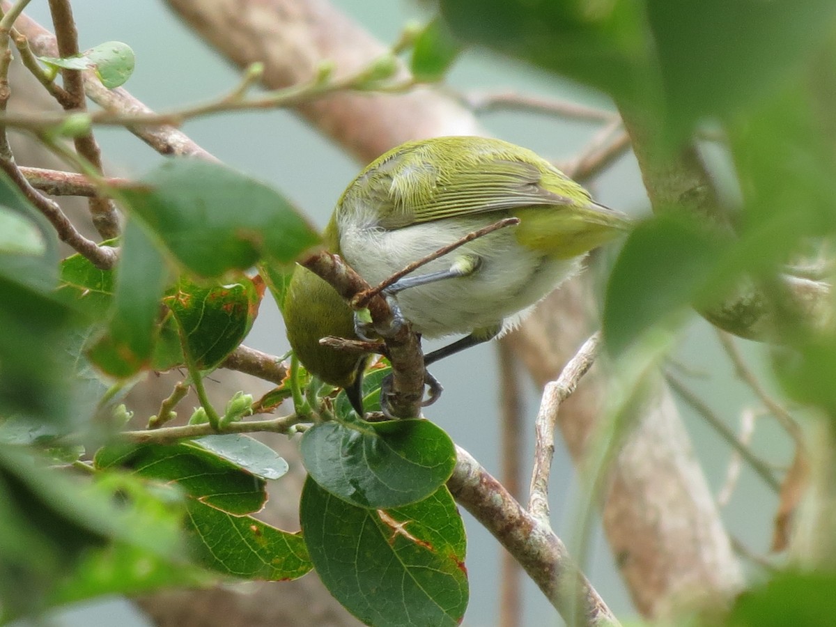 Warbling White-eye - ML47041631