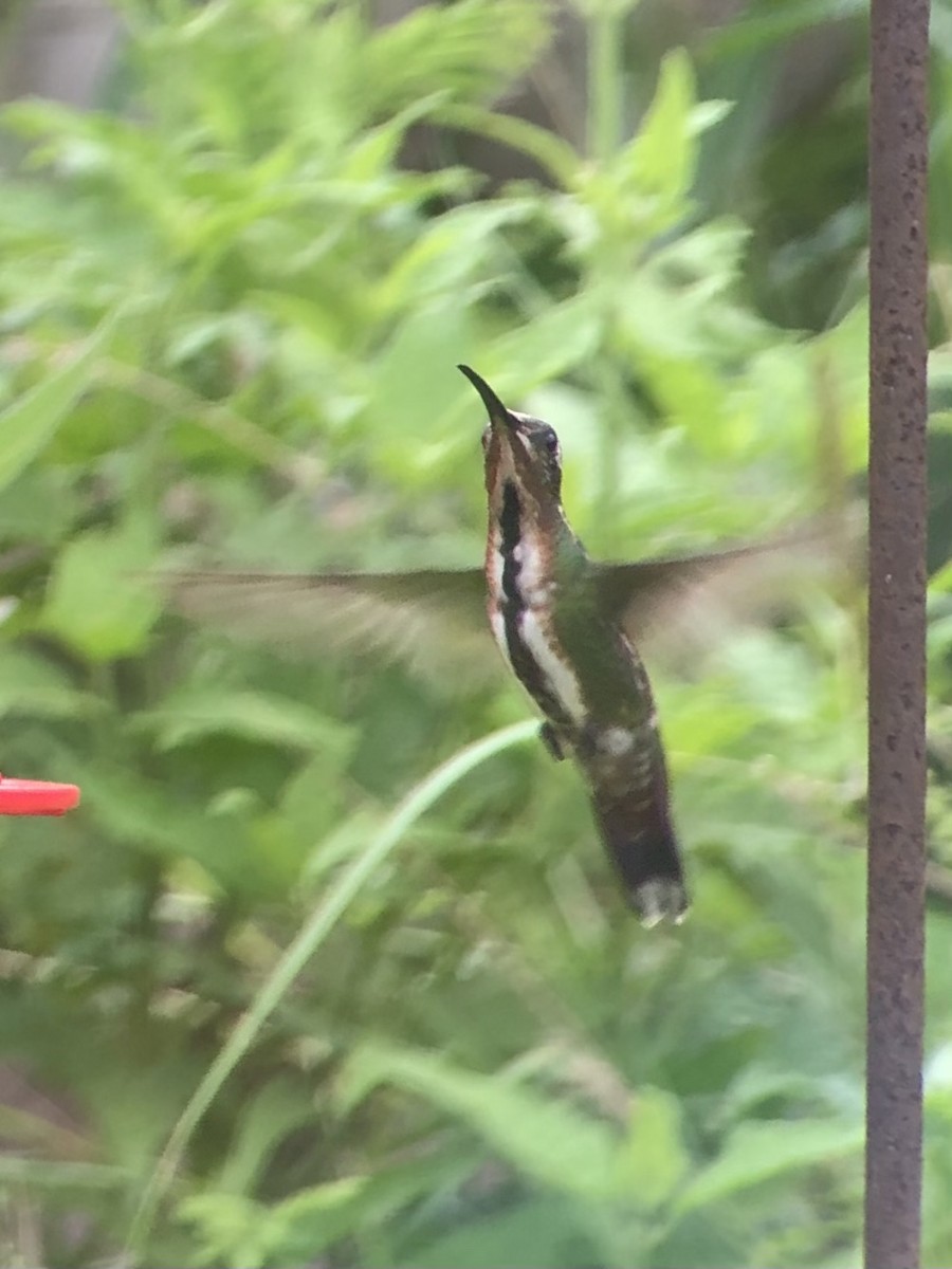 kolibřík lesklý - ML470416341