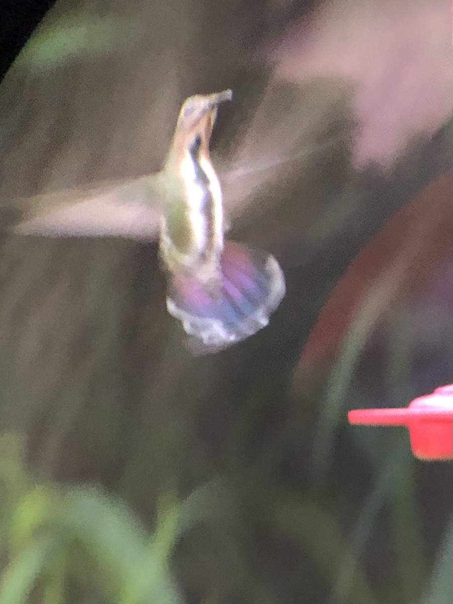 kolibřík lesklý - ML470416361