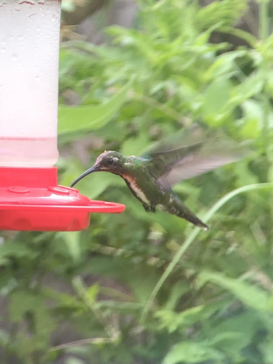 Green-breasted Mango - Dan King