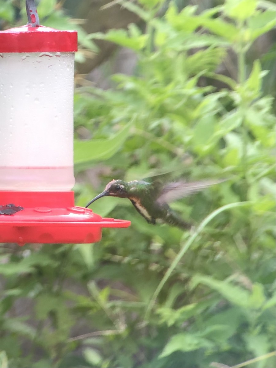 Green-breasted Mango - ML470416381