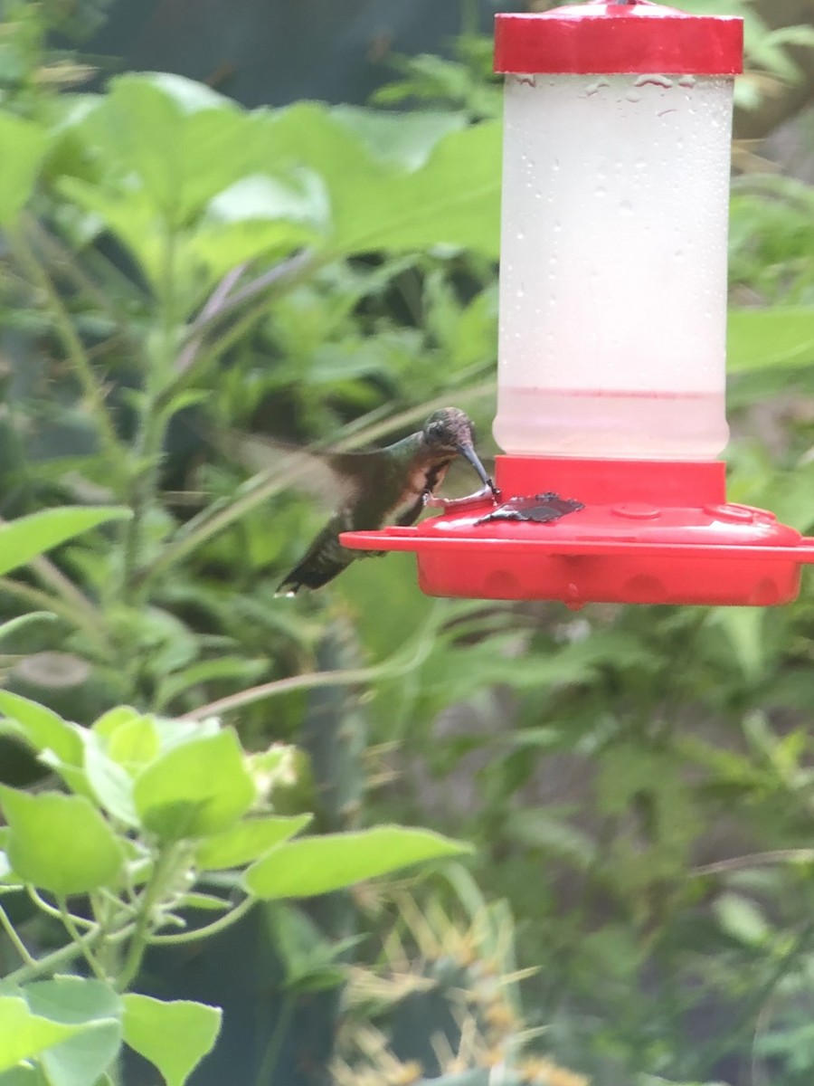 kolibřík lesklý - ML470416391