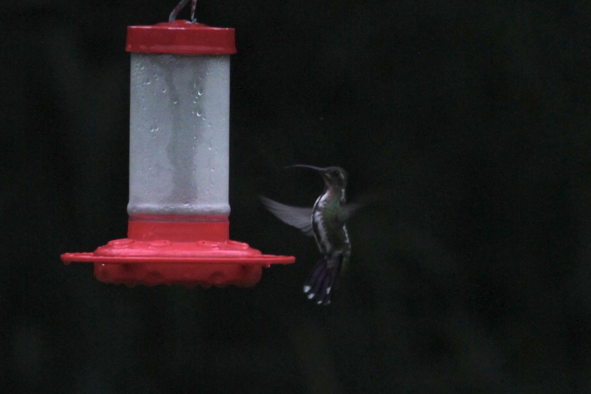 Green-breasted Mango - ML470416401