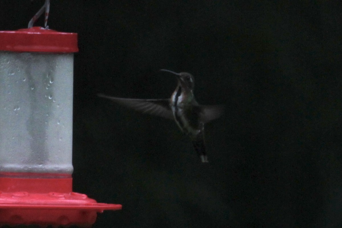 kolibřík lesklý - ML470416411
