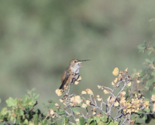 Rufous Hummingbird - ML470417321