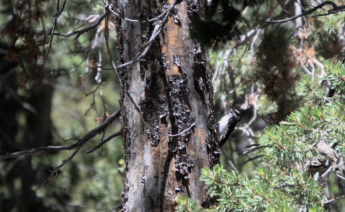 Hairy Woodpecker - James Earles