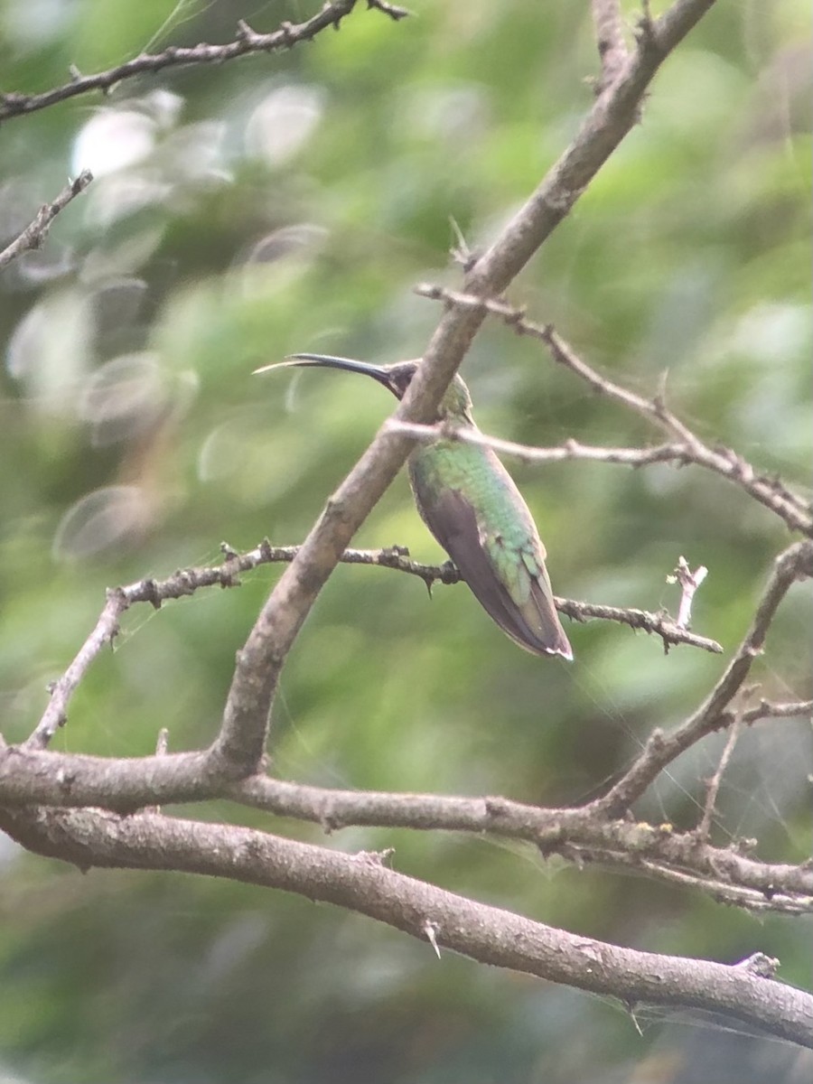 kolibřík lesklý - ML470418111