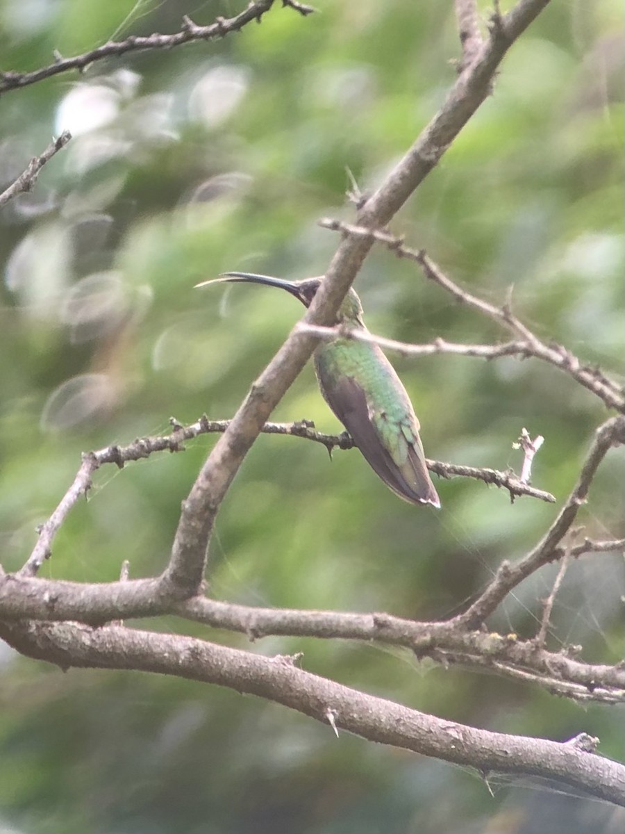 Green-breasted Mango - ML470418111