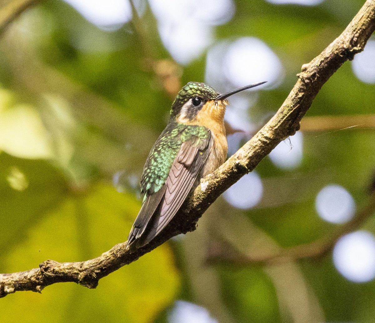 White-throated Mountain-gem - ML470418741