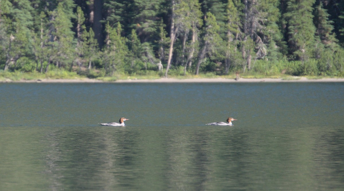 Common Merganser - ML470420191