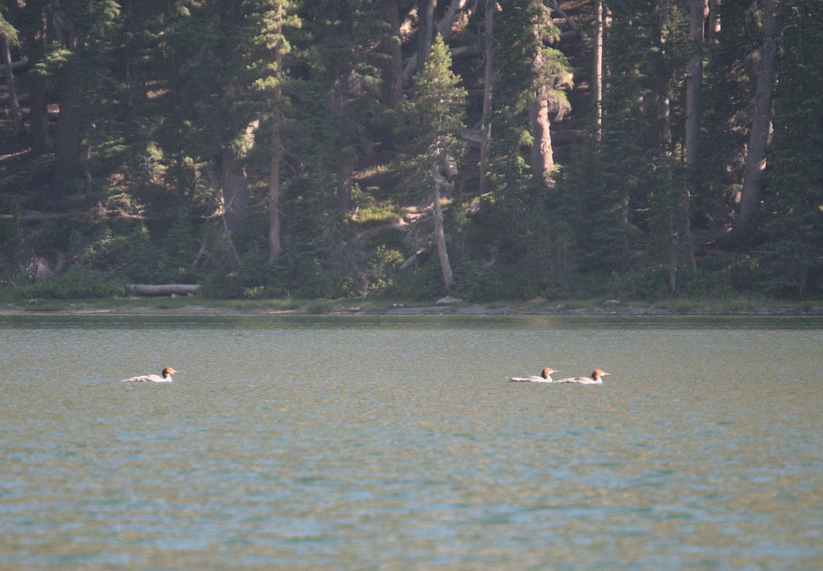 Common Merganser - ML470420201