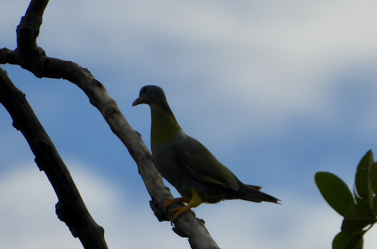 Yellow-footed Green-Pigeon - ML470420761