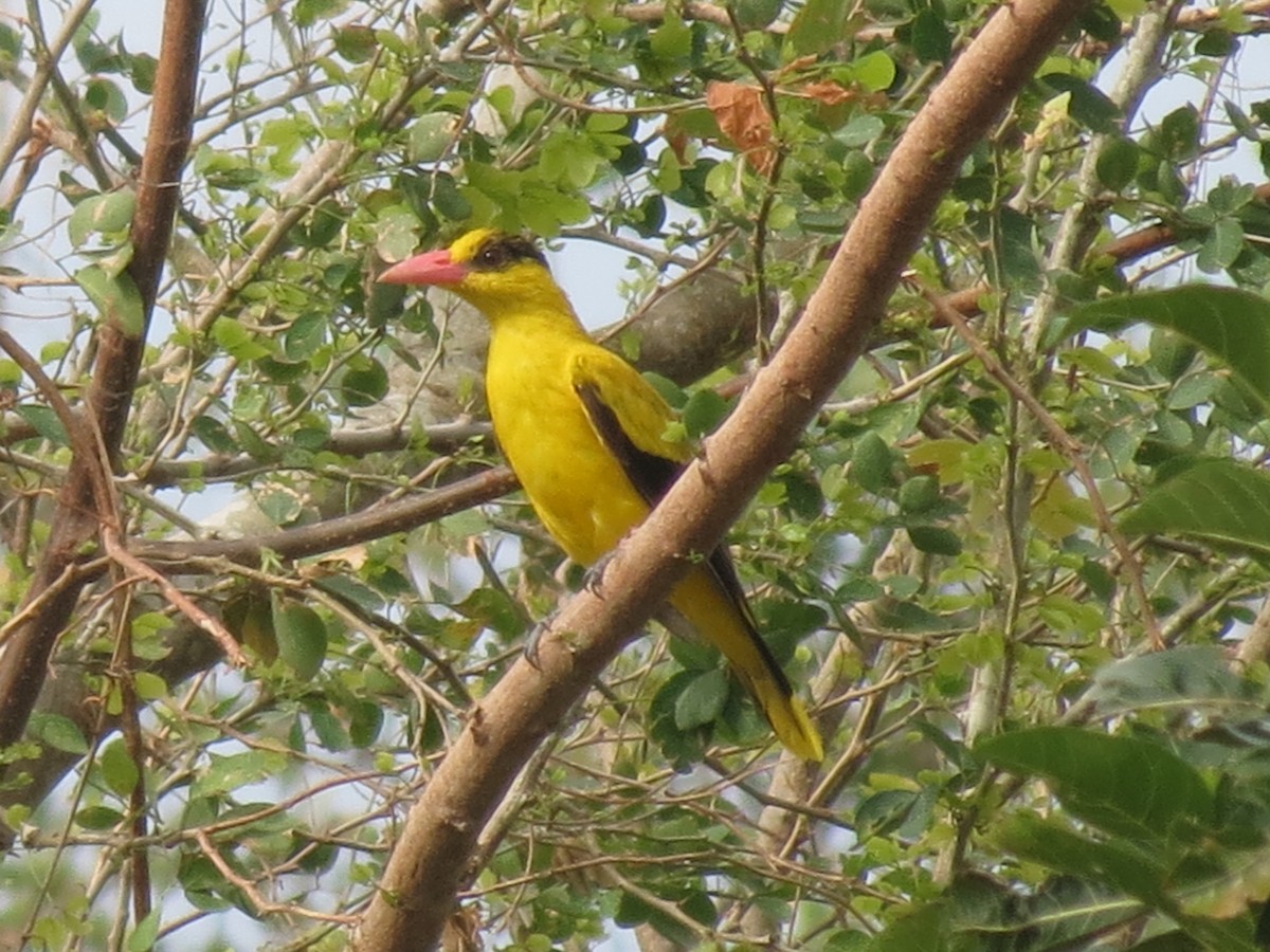 Black-naped Oriole - ML47042091