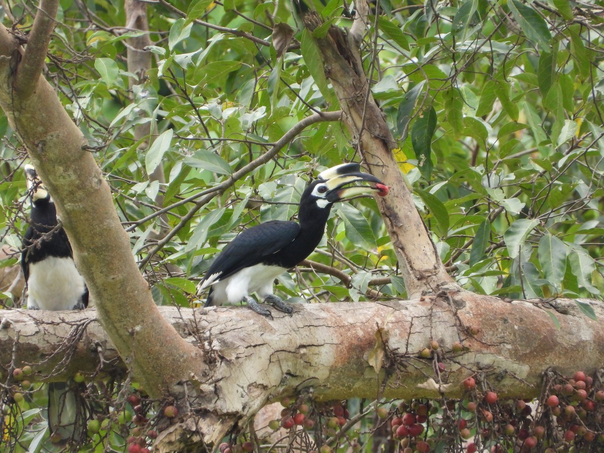 Oriental Pied-Hornbill - Xander Vissering