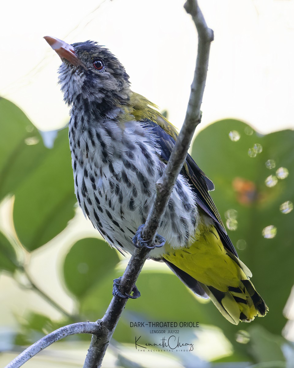 Dark-throated Oriole - ML470421931