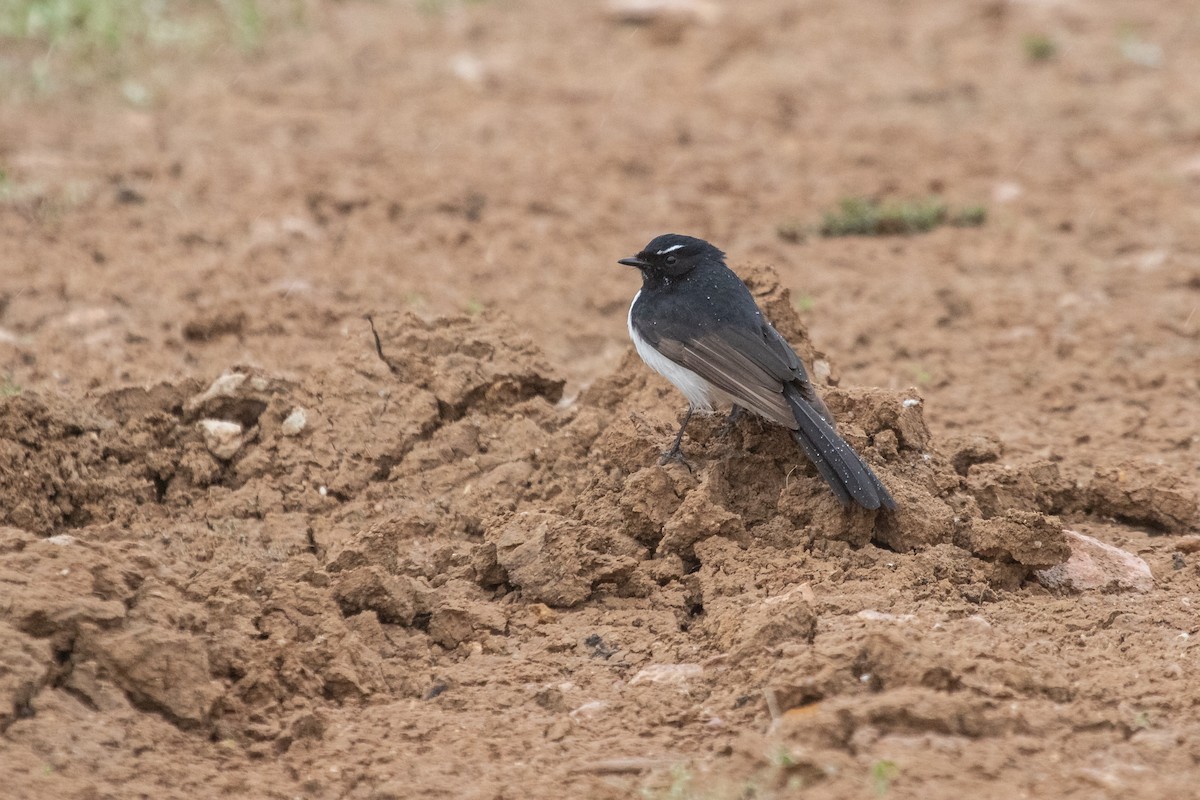 Willie-wagtail - ML470422491