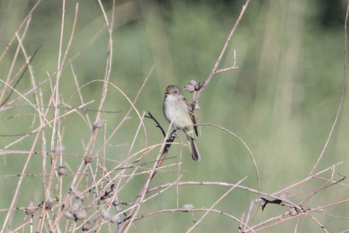 Willow Flycatcher - ML470422691