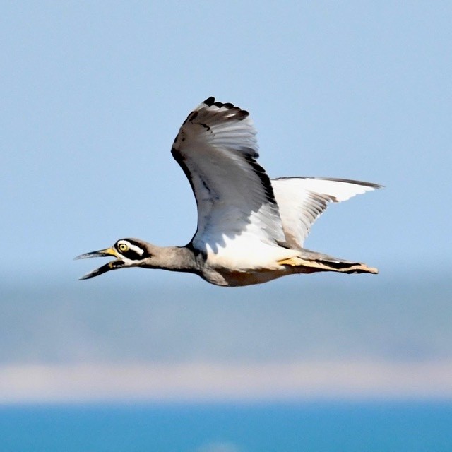 Beach Thick-knee - Mike Barrow