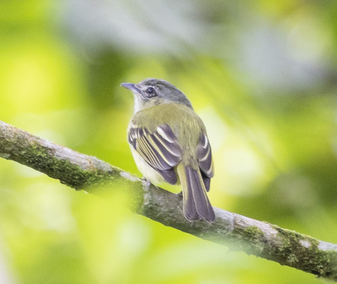 Slate-headed Tody-Flycatcher - ML470423091