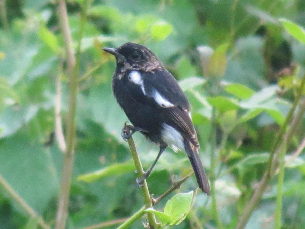 Pied Bushchat - ML47042421