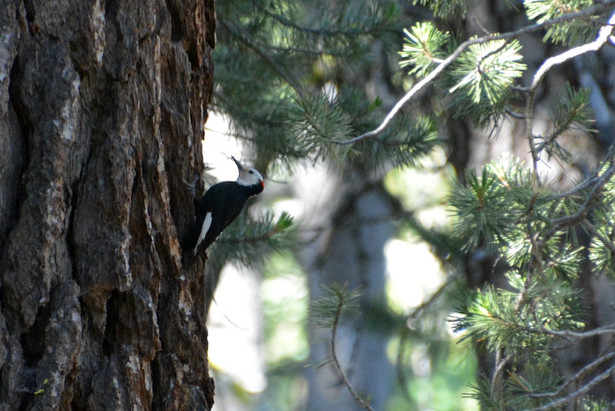 White-headed Woodpecker - ML470424331