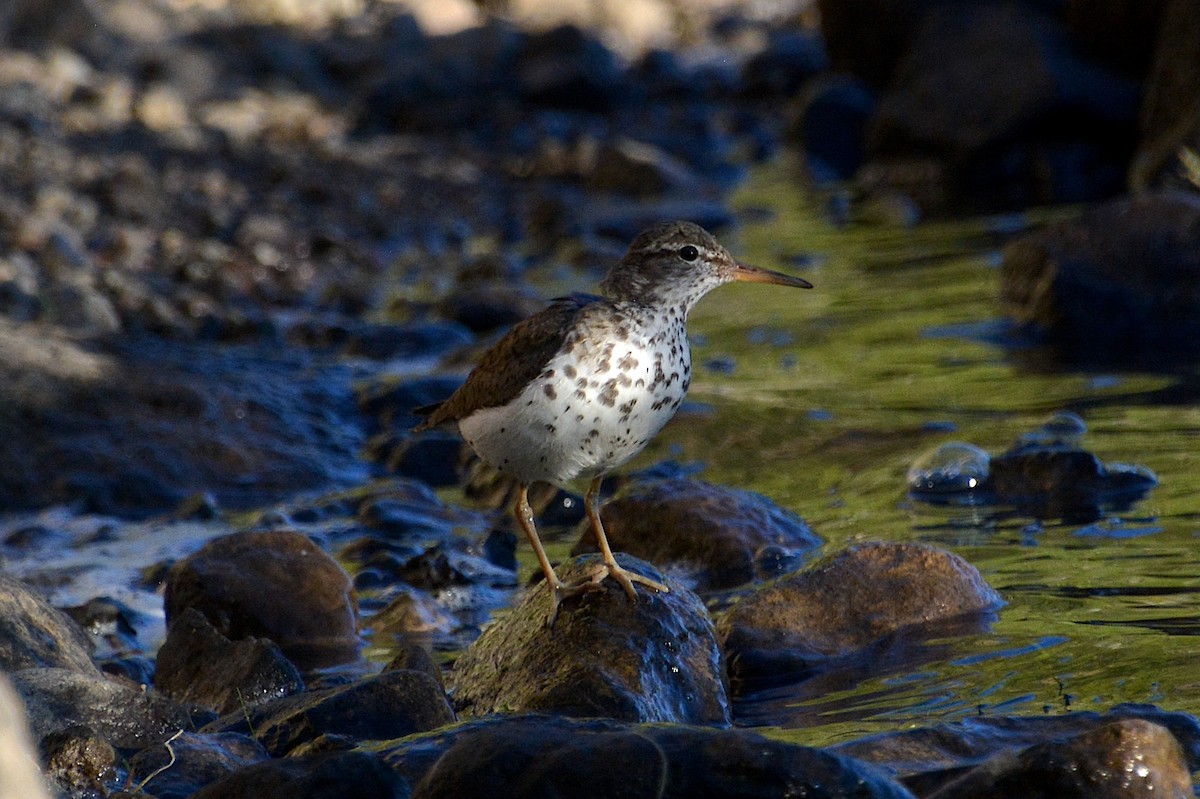 Spotted Sandpiper - ML470424491