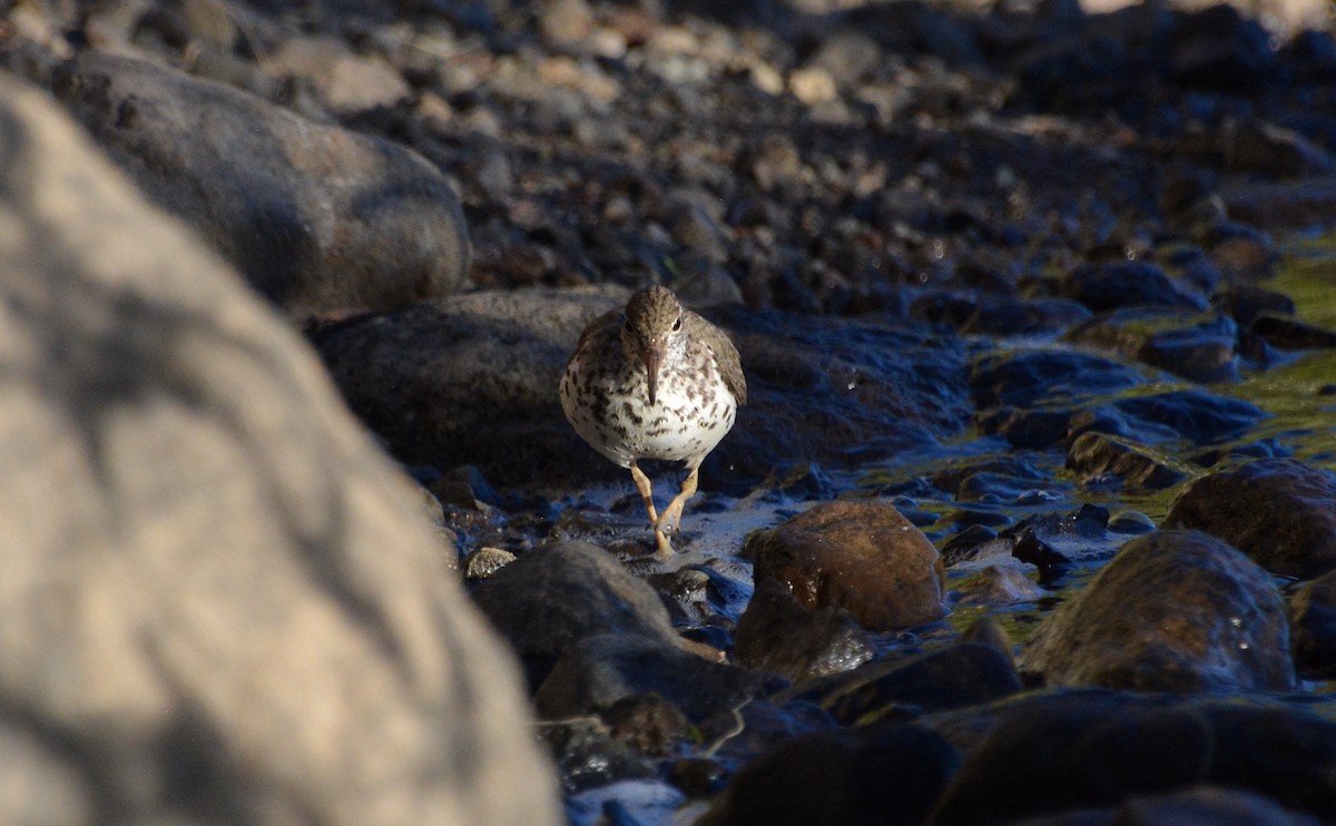 Spotted Sandpiper - Logan Southall