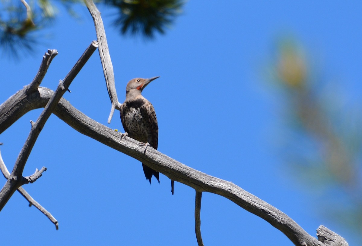 Northern Flicker - Logan Southall