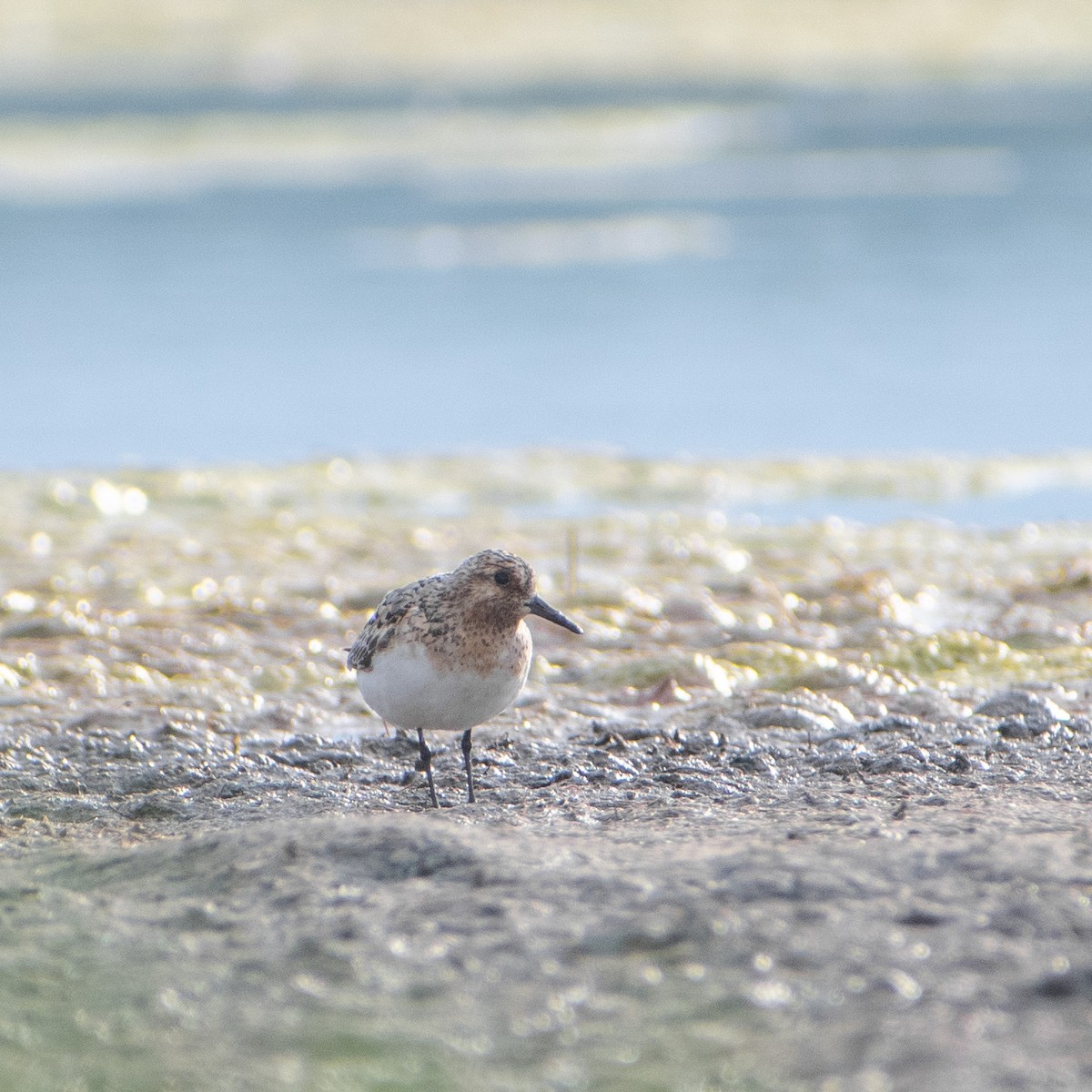 Sanderling - Fisher Stephenson